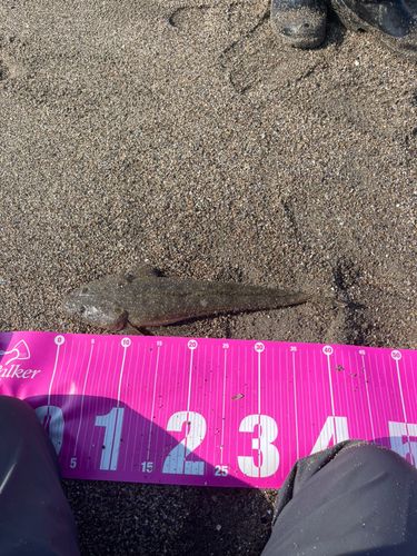 マゴチの釣果