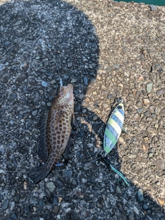 オオモンハタの釣果
