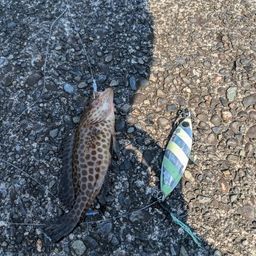 オオモンハタ