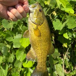 スモールマウスバス