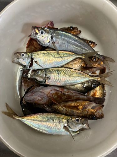 アジの釣果