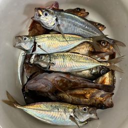 アジ