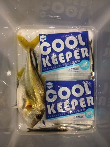 カタクチイワシの釣果