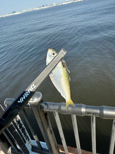 サッパの釣果