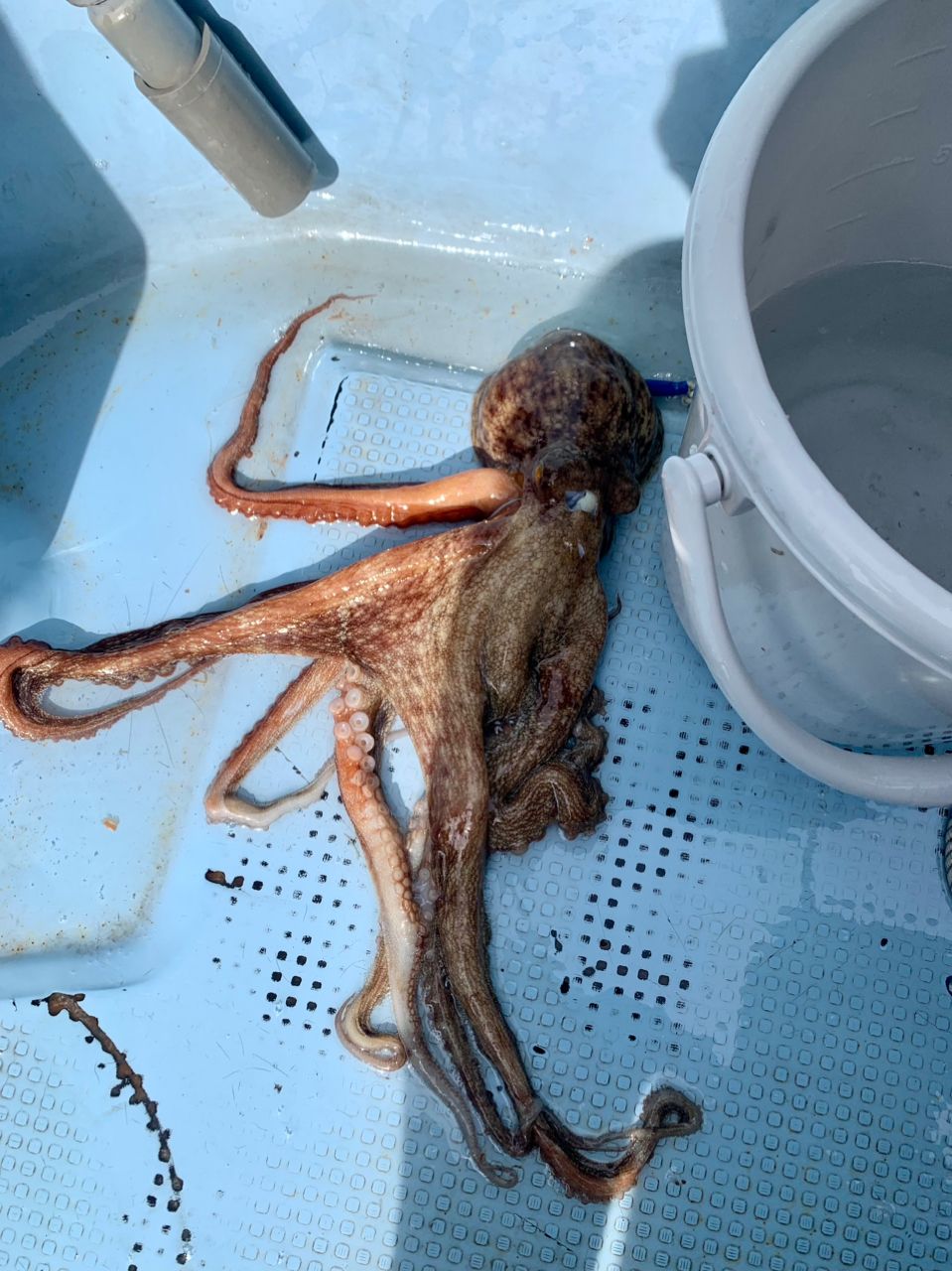 わじゅけんさんの釣果 2枚目の画像