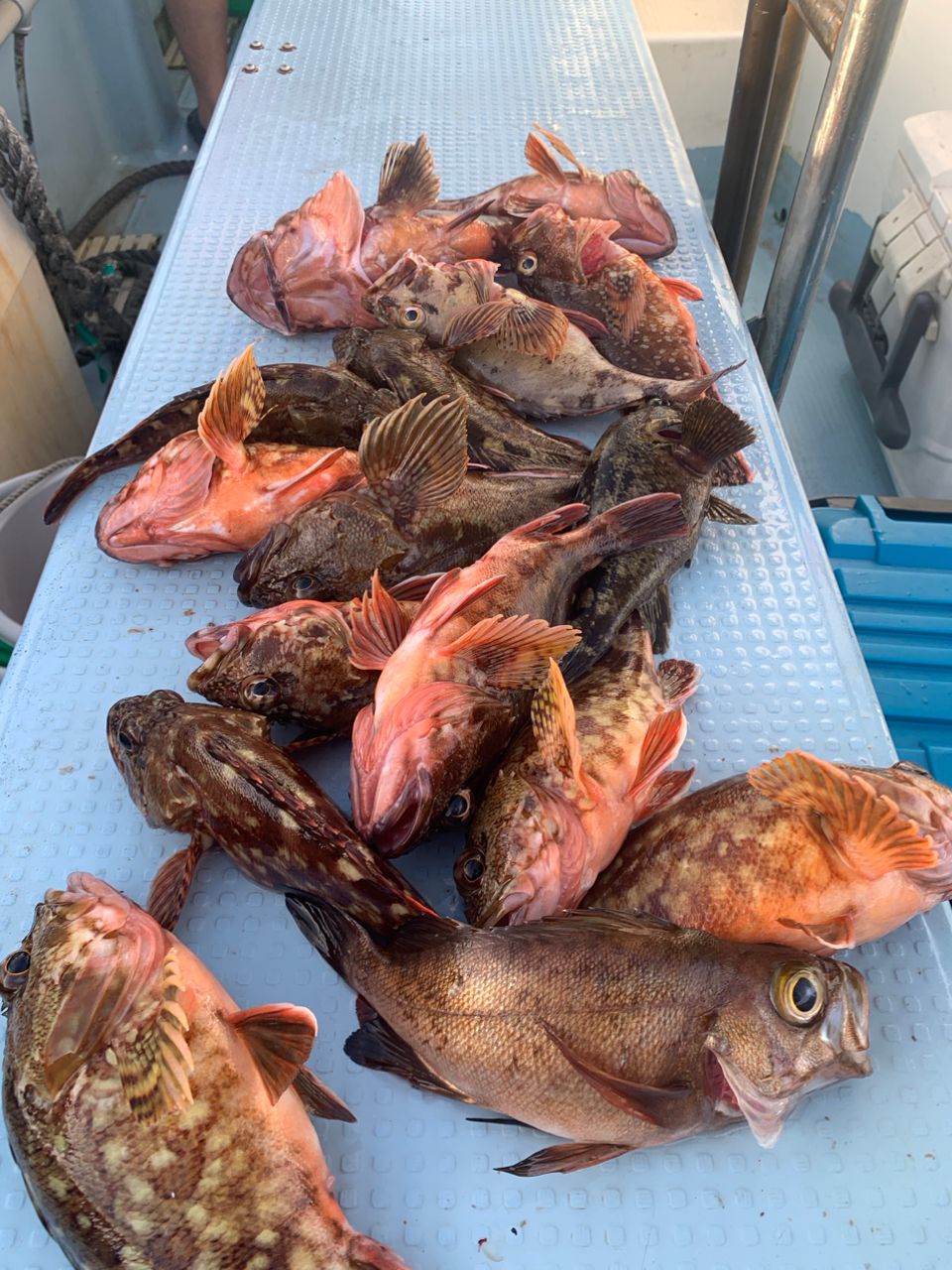 わじゅけんさんの釣果 3枚目の画像