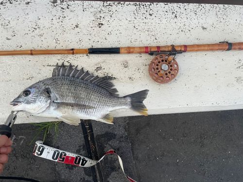 キビレの釣果