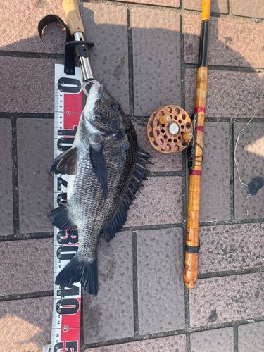 チヌの釣果