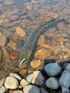 ライギョの釣果