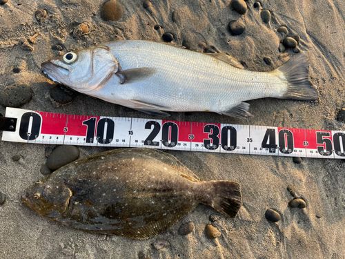 ヒラメの釣果