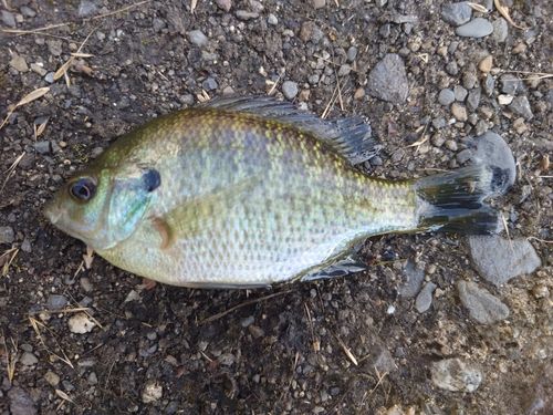 ブルーギルの釣果