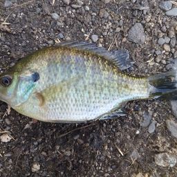ブルーギル