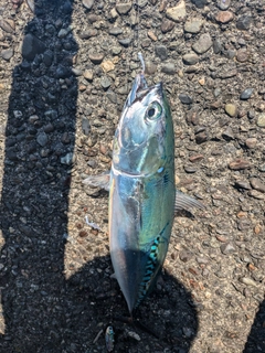 ヒラソウダの釣果