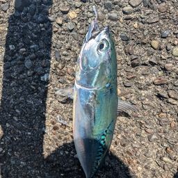 ヒラソウダ