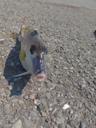 ギマの釣果