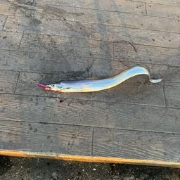 タチウオ