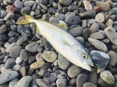 ワカシの釣果