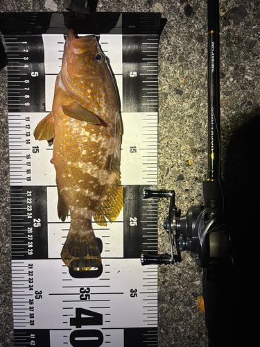 キジハタの釣果