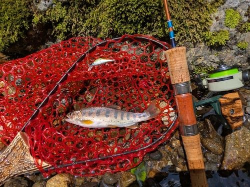 アマゴの釣果