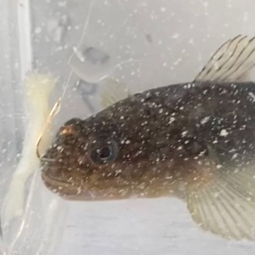 ヌマチチブの釣果