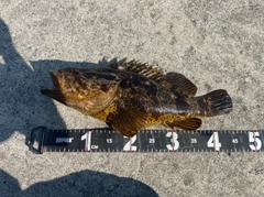 ベッコウゾイの釣果
