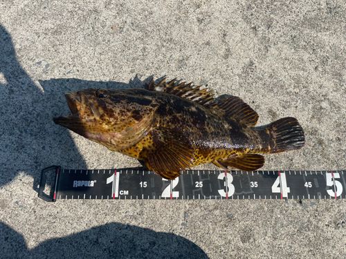 ベッコウゾイの釣果