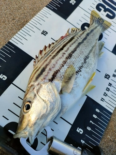 シマイサキの釣果