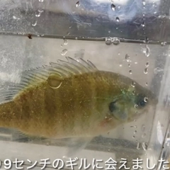 ブルーギルの釣果