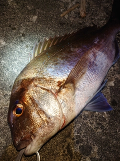 マダイの釣果