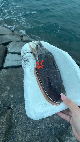 コウイカの釣果