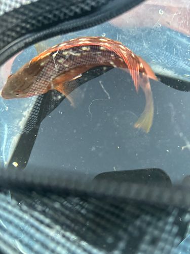 釣果