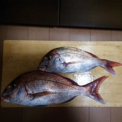 マダイの釣果