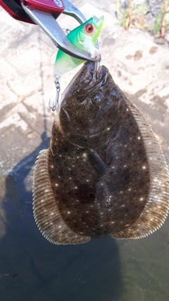 ヒラメの釣果