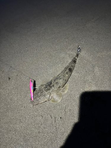 マゴチの釣果