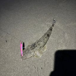 マゴチ
