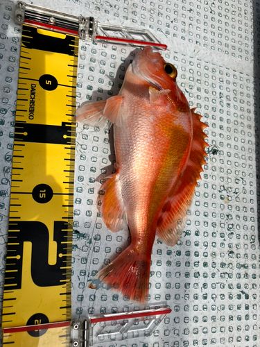 アカイサキの釣果