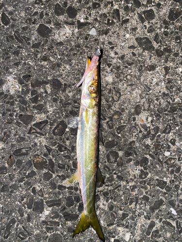 アカカマスの釣果