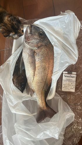 タイの釣果