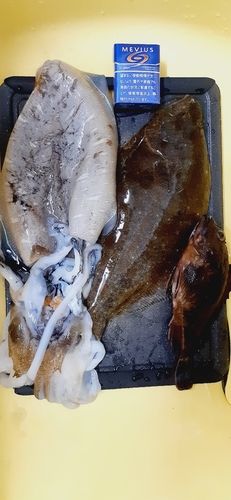 コウイカの釣果