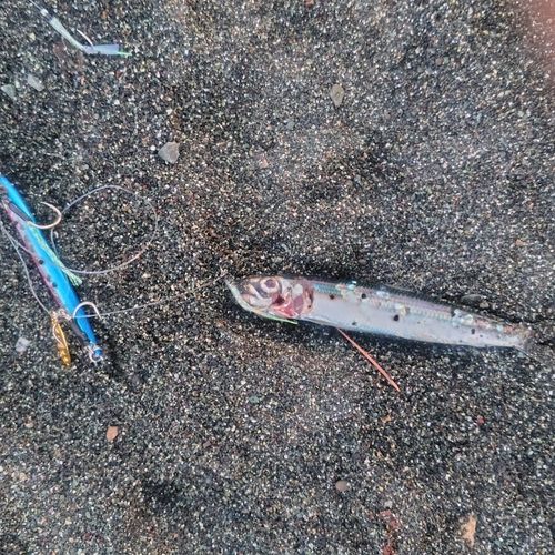 釣果