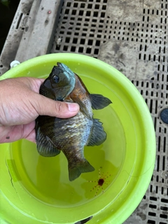 ブルーギルの釣果