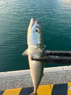 マサバの釣果