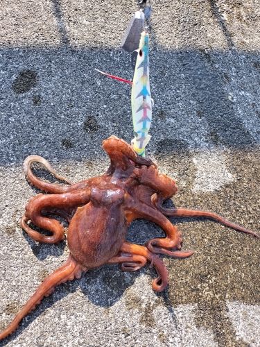マダコの釣果
