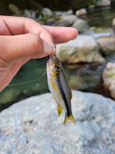 カワムツの釣果