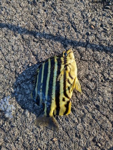 カゴカキダイの釣果