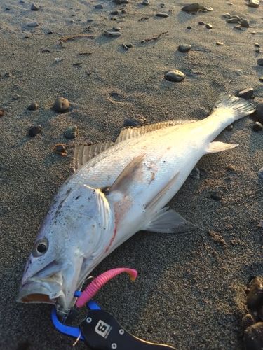 ニベの釣果