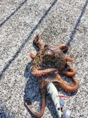 マダコの釣果