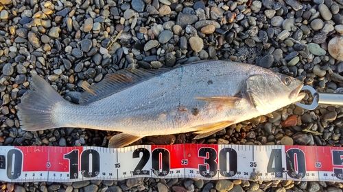 ニベの釣果