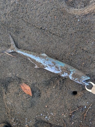 サゴシの釣果
