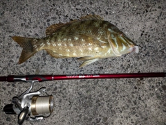ハマフエフキの釣果
